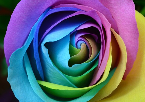 colour flower lgbtq